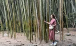 Rooted in resilience, reaching toward the sky, Aysin at the Bamboo Forest, where patience meets power.